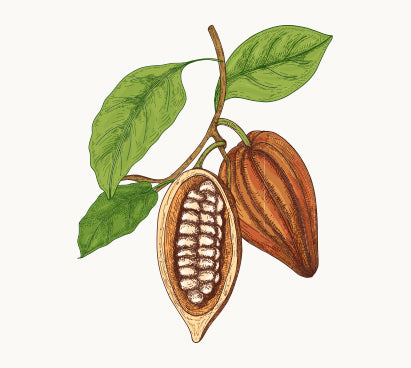 Organic Cacao