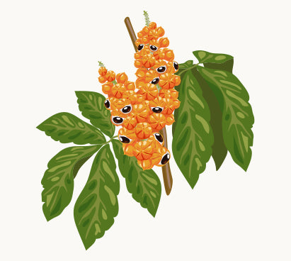 Organic Guarana