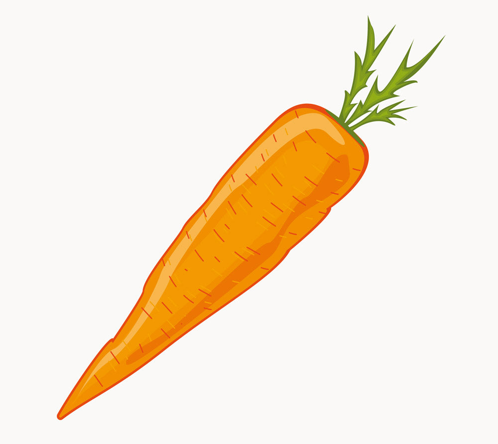 Organic carrot orange root