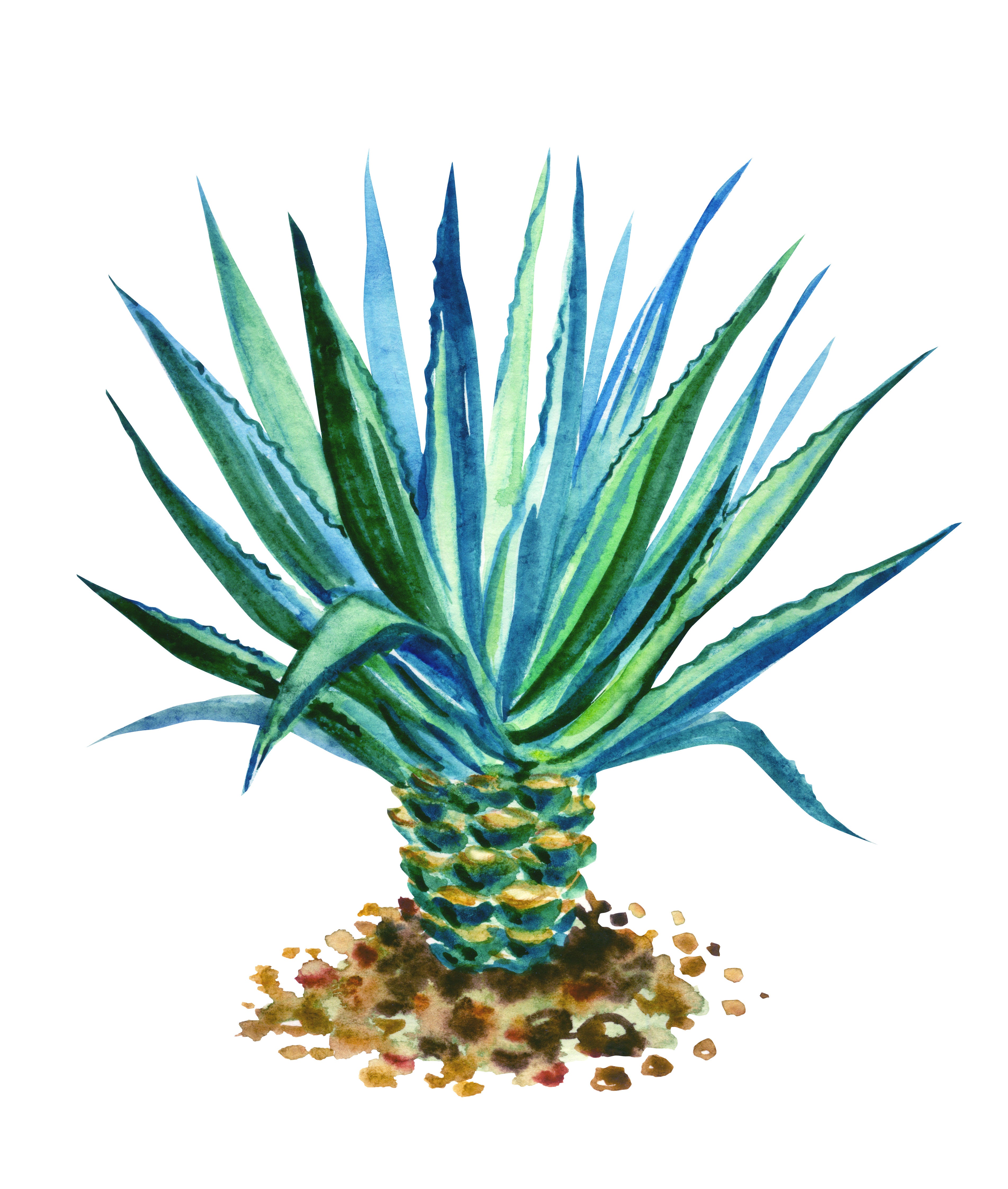 Organic Blue Agave